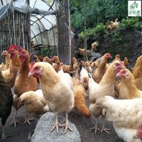高山土雞 閑耕農場 高山散養(yǎng)跑山土雞農家散養(yǎng) 大公雞