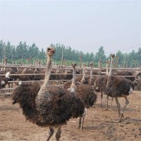 哪里有賣鴕鳥的 優(yōu)質鴕鳥價格 鴕鳥養(yǎng)殖場 低價出售活體鴕鳥