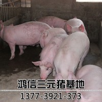 三元仔豬批發(fā)豬場養(yǎng)殖 內(nèi)三元小仔豬 二元仔豬 三元豬仔價(jià)格