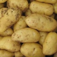 廠價(jià)直銷(xiāo)200克或250克或300克以上不封頂特大荷蘭土豆